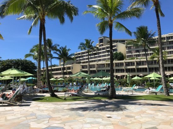 Project Gallery Resort swimming pool and palm-shaded lounge deck